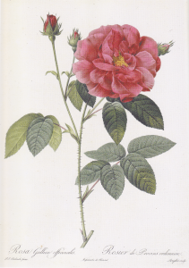 ロサガリカオフィキナリス