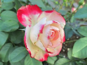 %e3%82%b8%e3%83%a5%e3%83%93%e3%83%ac%e3%83%89%e3%82%a5%e3%83%97%e3%83%aa%e3%83%b3%e3%82%b9%e3%83%89%e3%82%a5%e3%83%a2%e3%83%8a%e3%82%b3