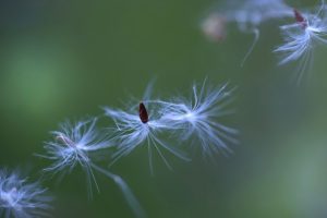 623b29e4c96f2e54a38da729d6136926_s