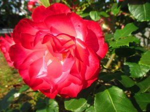 Jubile du Prince de Monaco