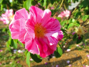 Rosa gallica versicolor