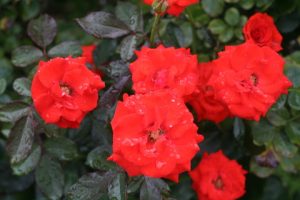 オリンピックファイヤー メモ画像