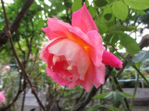 %e3%83%9e%e3%83%aa%e3%83%bc%e3%83%9e%e3%83%bc%e3%82%ac%e3%83%ac%e3%83%83%e3%83%88%e3%83%9e%e3%82%af%e3%83%96%e3%83%a9%e3%82%a4%e3%83%89