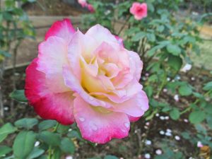 %e3%83%80%e3%83%96%e3%83%ab%e3%83%87%e3%83%a9%e3%82%a4%e3%83%88