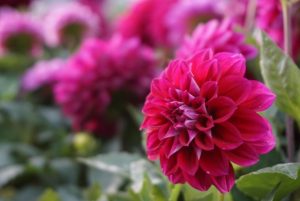 %e3%83%80%e3%83%aa%e3%82%a2%ef%bc%96%ef%bd%81%ef%bd%83