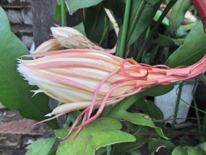 %e6%9c%88%e4%b8%8b%e7%be%8e%e4%ba%ba%ef%bc%92%ef%bc%9f