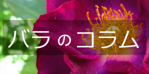 %e3%83%90%e3%83%a9%e3%81%ae%e3%82%b3%e3%83%a9%e3%83%a0