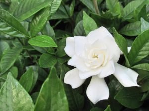 %e3%81%8f%e3%81%a1%e3%81%aa%e3%81%97