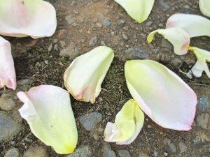 %e3%83%94%e3%83%bc%e3%82%b9%e8%8a%b1%e3%81%b3%e3%82%89