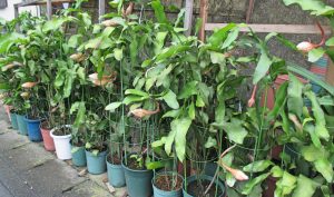 %e6%9c%88%e4%b8%8b%e7%be%8e%e4%ba%ba%ef%bc%9f