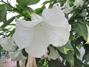 %e3%83%80%e3%83%84%e3%83%a9%ef%bc%92