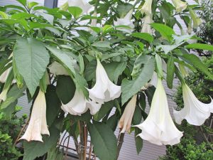 %e3%83%80%e3%83%84%e3%83%a9