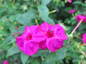 %e3%82%aa%e3%82%b7%e3%83%ad%e3%82%a4%e3%83%90%e3%83%8a%ef%bc%92