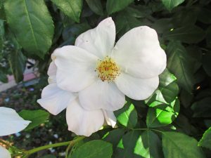 %e3%82%b5%e3%83%aa%e3%83%bc%e3%83%9b%e3%83%bc%e3%83%a0%e3%82%ba