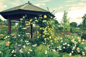 ppo_midoritobaranonakaniwa_tp_v