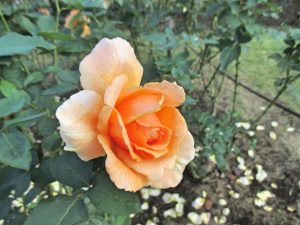 %e3%82%b8%e3%83%a3%e3%82%b9%e3%83%88%e3%82%b8%e3%83%a7%e3%83%bc%e3%82%a4