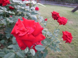 %e3%82%a4%e3%83%b3%e3%82%b0%e3%83%aa%e3%83%83%e3%83%89%e3%83%90%e3%83%bc%e3%82%b0%e3%83%9e%e3%83%b3