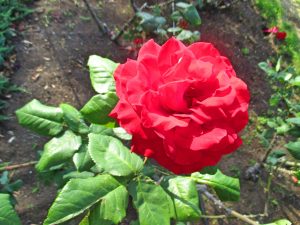 %e3%83%91%e3%83%91%e3%83%bb%e3%83%a1%e3%82%a4%e3%82%a2%e3%83%b3