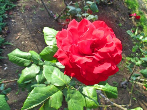 %e3%83%91%e3%83%91%e3%83%bb%e3%83%a1%e3%82%a4%e3%82%a2%e3%83%b3