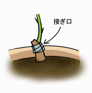 %e8%8b%97%ef%bc%95%e7%a8%ae%e9%a1%9e3