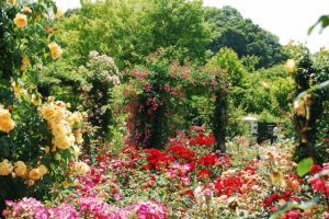 %e8%8a%b1%e3%83%95%e3%82%a7%e3%82%b9%e3%82%bf%e8%a8%98%e5%bf%b5%e5%85%ac%e5%9c%92%ef%bd%81%ef%bd%83