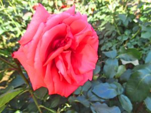 i%e3%83%89%e3%82%a5%e3%83%95%e3%83%88%e3%83%bb%e3%83%9c%e3%83%ab%e3%82%b1