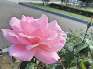 %e3%82%af%e3%82%a4%e3%83%bc%e3%83%b3%e3%82%a8%e3%83%aa%e3%82%b6%e3%83%99%e3%82%b9