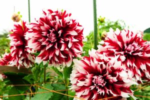 %e3%83%80%e3%83%aa%e3%82%a2%ef%bc%93%ef%bd%81%ef%bd%83