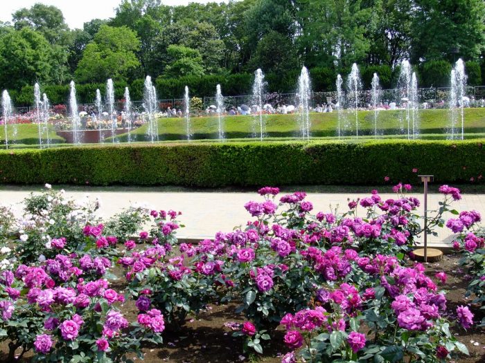 jindaisyokubutukouensabo