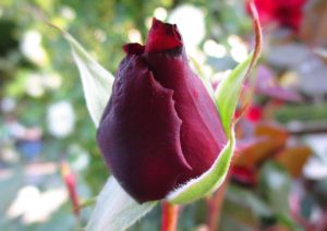 %e3%83%91%e3%83%91%e3%83%bb%e3%83%a1%e3%82%a4%e3%82%a2%e3%83%b3%e3%81%a4%e3%81%bc%e3%81%bf