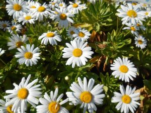 %e3%83%8f%e3%83%9e%e3%82%ae%e3%82%af%ef%bd%81%ef%bd%83