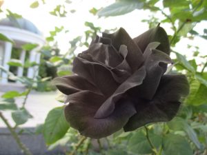 %e9%bb%92%e3%83%90%e3%83%a9%e3%81%82%e3%81%bd%e3%82%8d