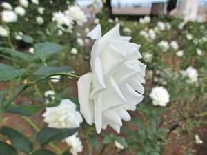 %e3%82%a2%e3%82%a4%e3%82%b9%e3%83%90%e3%83%bc%e3%82%b0%e7%a7%8b