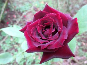 %e9%bb%92%e7%9c%9f%e7%8f%a0