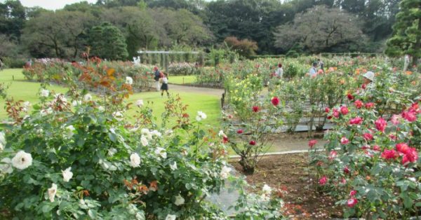 %e7%94%9f%e7%94%b0%e7%b7%91%e5%9c%b0