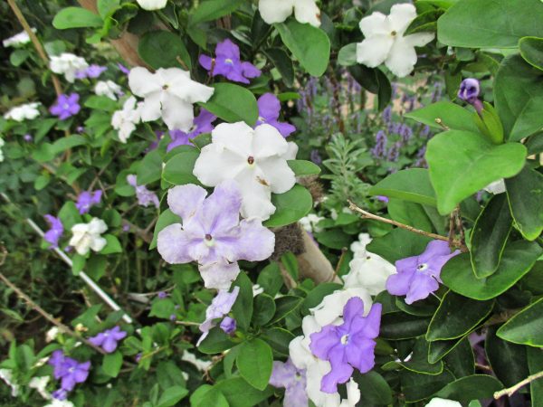 %e3%83%8b%e3%82%aa%e3%82%a4%e3%83%90%e3%83%b3%e3%83%9e%e3%83%84%e3%83%aa