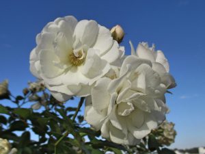 %e3%83%97%e3%83%ad%e3%82%b9%e3%83%9a%e3%83%ad%e3%83%86%e3%82%a32