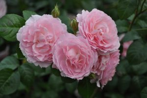 %e3%82%b9%e3%83%88%e3%83%ad%e3%83%99%e3%83%aa%e3%83%bc%e3%83%92%e3%83%ab%e6%a5%bd%e5%a4%a9