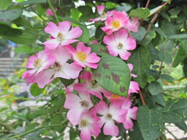 %e3%83%90%e3%83%ac%e3%83%aa%e3%83%bc%e3%83%8a