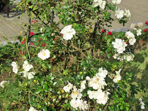 %e3%82%ac%e3%83%a9%e3%82%b7%e3%83%a3%ef%bc%92