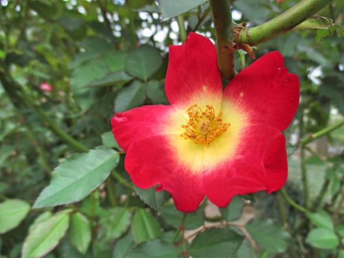 %e3%82%ab%e3%82%af%e3%83%86%e3%83%ab%e7%a7%8b%e8%8a%b1