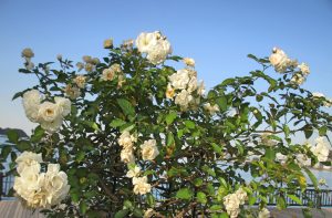 %e3%83%97%e3%83%ad%e3%82%b9%e3%83%9a%e3%83%aa%e3%83%86%e3%82%a3%ef%bc%91