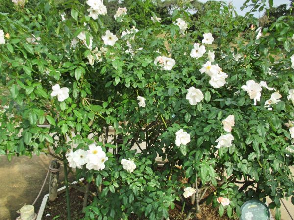 %e3%82%b5%e3%83%aa%e3%83%bc%e3%83%9b%e3%83%bc%e3%83%a0%e3%82%ba%ef%bc%93