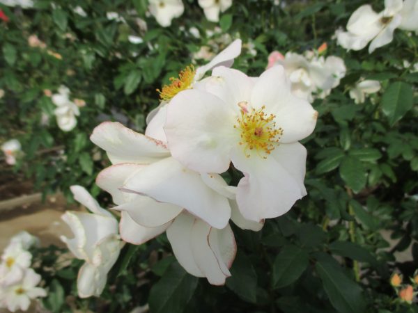 %e3%82%b5%e3%83%aa%e3%83%bc%e3%83%9b%e3%83%bc%e3%83%a0%e3%82%ba