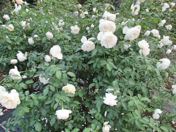 %e3%83%aa%e3%83%83%e3%83%81%e3%83%bb%e3%83%95%e3%82%a3%e3%83%bc%e3%83%ab%e3%83%89%e3%83%bb%e3%82%a8%e3%83%b3%e3%82%b8%e3%82%a7%e3%83%ab%ef%bc%91