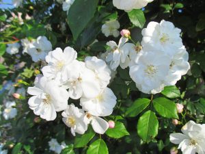 %e3%83%9d%e3%83%bc%e3%83%ab%e3%82%ba%e3%83%92%e3%83%9e%e3%83%a9%e3%83%a4%e3%83%b3%e3%83%a0%e3%82%b9%e3%82%af