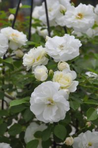 %e3%83%97%e3%83%ad%e3%82%b9%e3%83%9a%e3%83%aa%e3%83%86%e3%82%a3%e6%a5%bd%e5%a4%a9