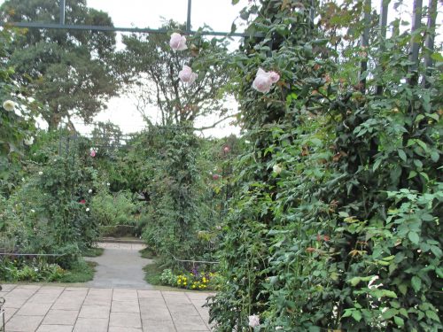 %e7%a7%8b%e3%81%ae%e3%83%90%e3%83%a9%e5%9c%92%ef%bc%92