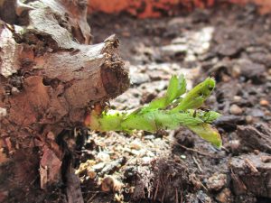 %e3%83%99%e3%82%a4%e3%82%b5%e3%83%ab%e3%83%bb%e3%82%b7%e3%83%a5%e3%83%bc%e3%83%88