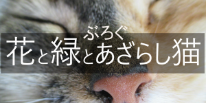 %e8%8a%b1%e3%81%a8%e7%b7%91%e3%81%a8%e3%81%82%e3%81%96%e3%82%89%e3%81%97%e7%8c%ab